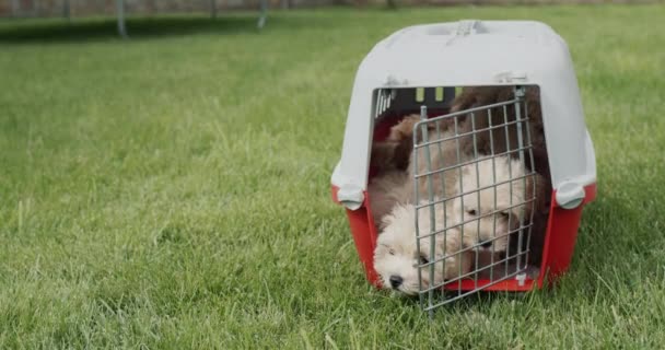 Een Open Kooi Met Pups Staat Een Groen Gazon — Stockvideo