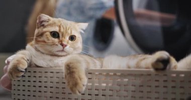 A young woman takes out laundry from the washing machine, a ginger cat sits in the foreground