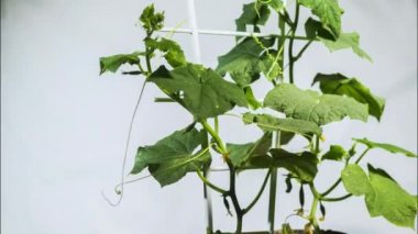 Salatalık kuraklıkla savaşır, canlanır ve sonunda kurur..