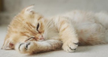 Kanepede dinlenen komik kızıl bir kedi yavrusunun portresi. Pençesini yanağının altına koydu..