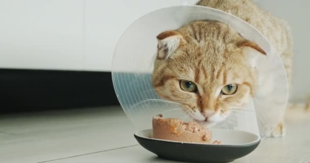 Кіт Спеціальному Котячому Комірі Їсть Їжу Реабілітація Тварин Після Операції — стокове відео