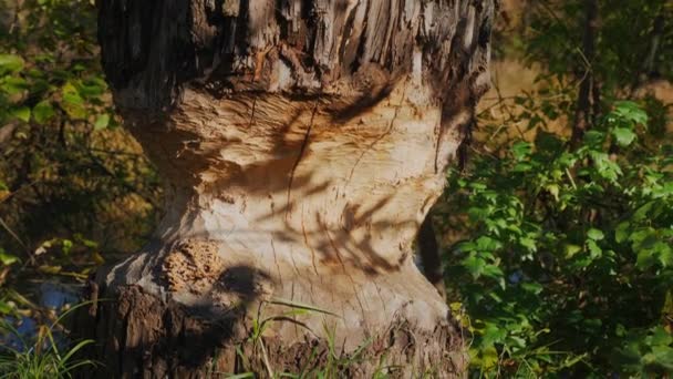 Nehrin Kıyısındaki Kalın Ağaç Bir Kunduz Baraj Inşaatı Için Çevre — Stok video