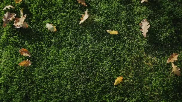 Eikenbladeren Liggen Het Groene Gras Inscriptie Fall Komst Van Herfst — Stockvideo