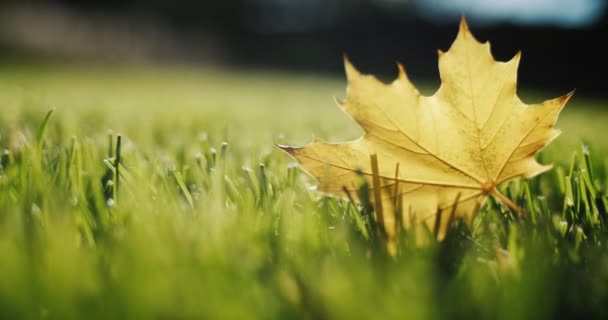 Gelbes Ahornblatt Liegt Auf Grünem Rasen — Stockvideo