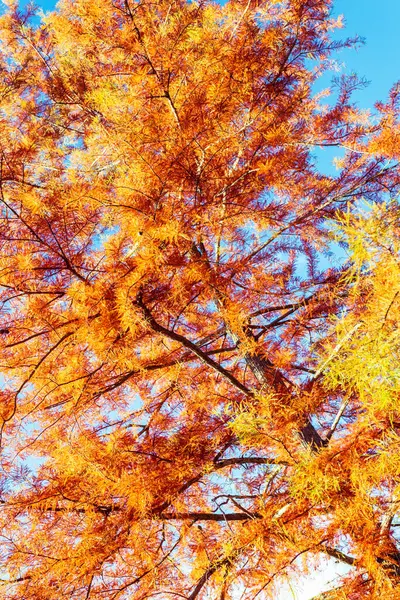 Orangefarbenes Herbstlaub Eines Baumes Mit Blauem Himmel Blick Von Unten — Stockfoto