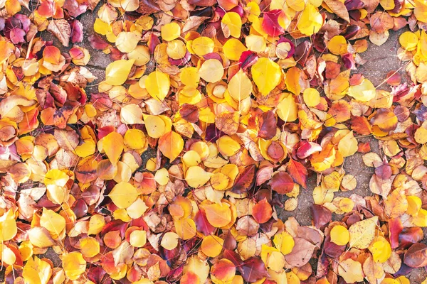 Efterårsblade Liggende Park Forskellige Farver Seasoanl Ændringer Baggrund Eller Tekstur - Stock-foto