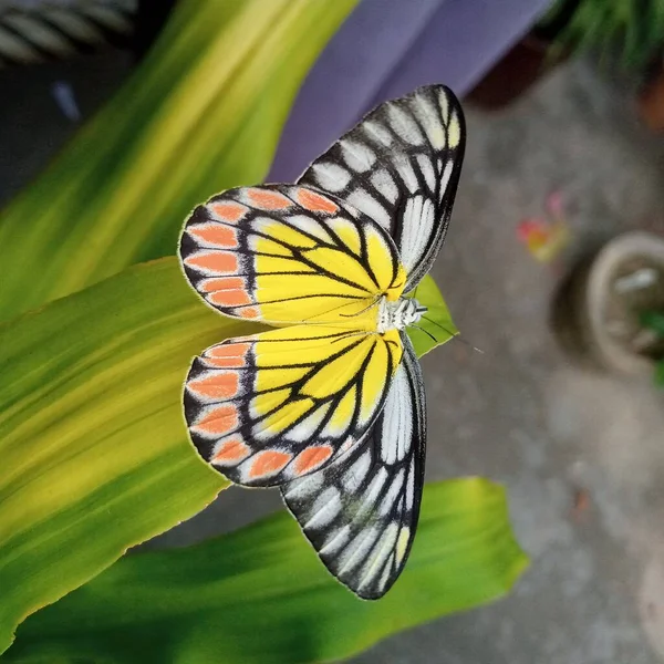 緑の植物の葉の上の美しい蝶 — ストック写真