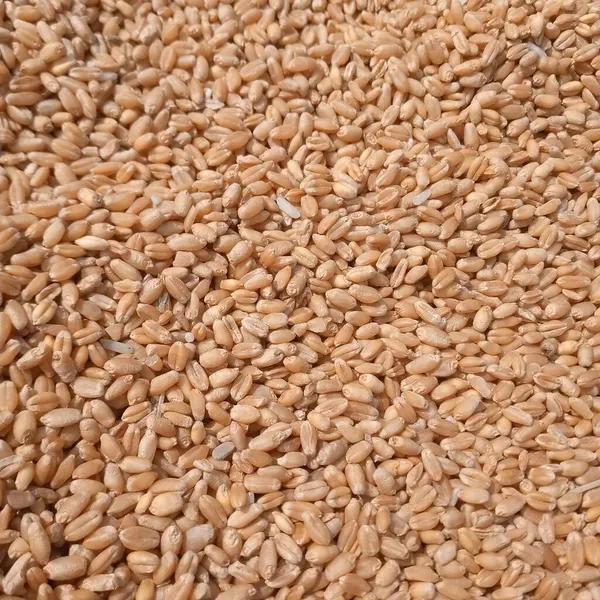 Weizenkörner Sind Natürliche Ressourcen Nahrungsmittel — Stockfoto