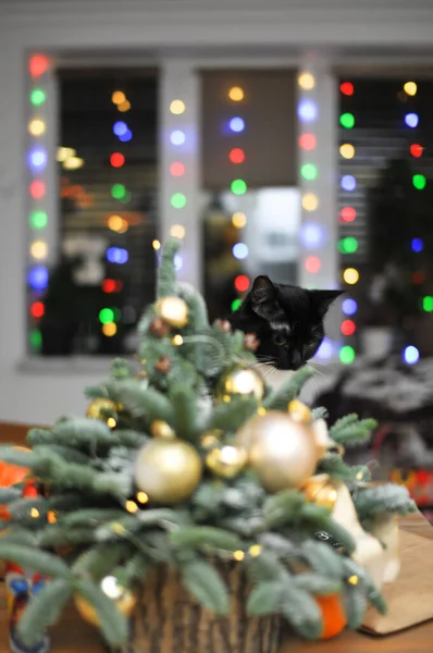Різдвяна Композиція Маленька Натуральна Ялинка Прикрашена Золотими Іграшками Мандаринами Чорною — стокове фото