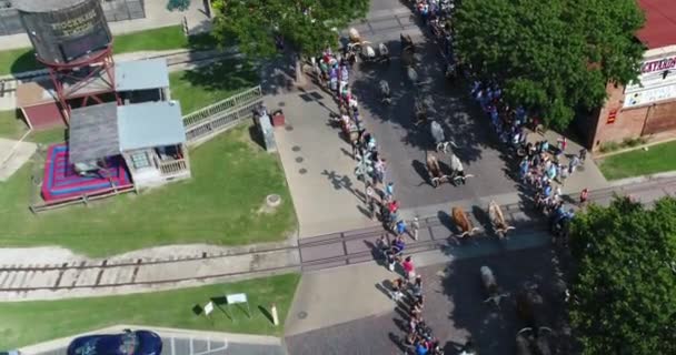 Aerial Longhorns Parade Fort Worth Texas — Stock Video