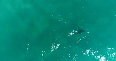 Juno Beach, Florida yakınlarındaki köpekbalıklarının hava görüntüleri.