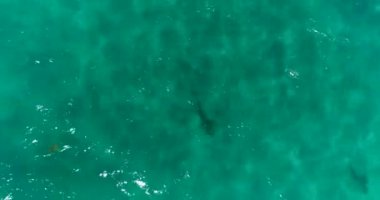 Juno Beach, Florida yakınlarındaki köpekbalıklarının hava görüntüleri.