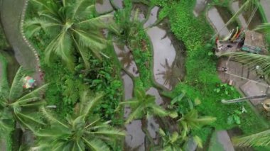 Ubud Rice Paddie Hava Aracı