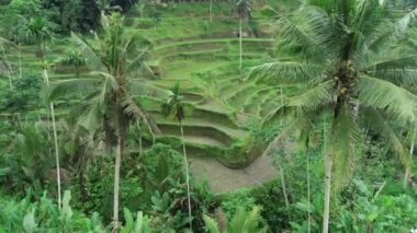 Tropikal Asya Manzarası HavacıName