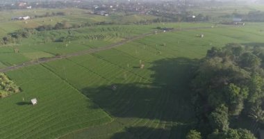 Bali, Endonezya 'daki İç Kesimler ve Pirinç Tarlaları