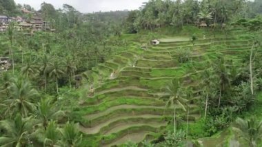 Bali Seminyak Uluwatu Asya Hava Aracı Ubud