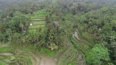 Bali Seminyak Uluwatu Asya Hava Aracı Ubud