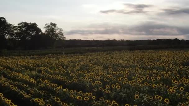 Luchtfoto Van Een Zonnebloemenveld Upstate New York — Stockvideo