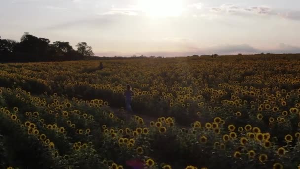 Aerial Woman Sunflower Field Upstate New York — Stock Video
