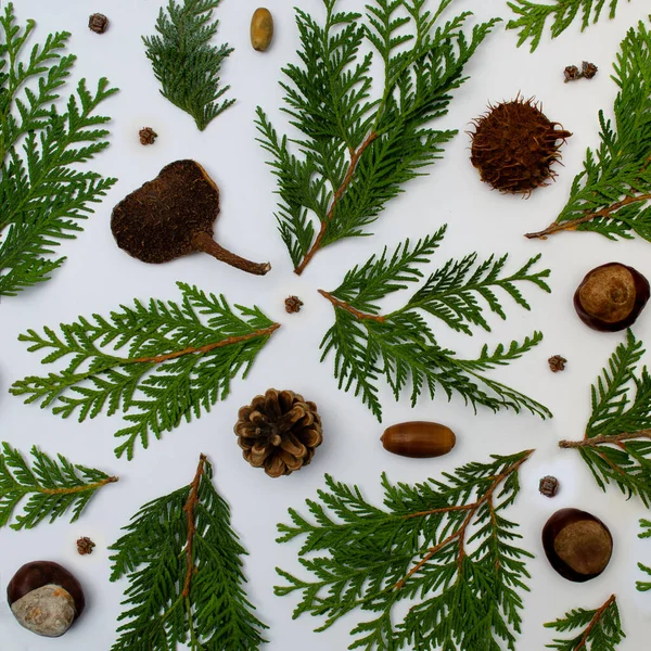 Beyaz arka planda kestane, selvi, meşe palamudu ve kozalaklı basit bir kompozisyon. Doğa yassı konsept.