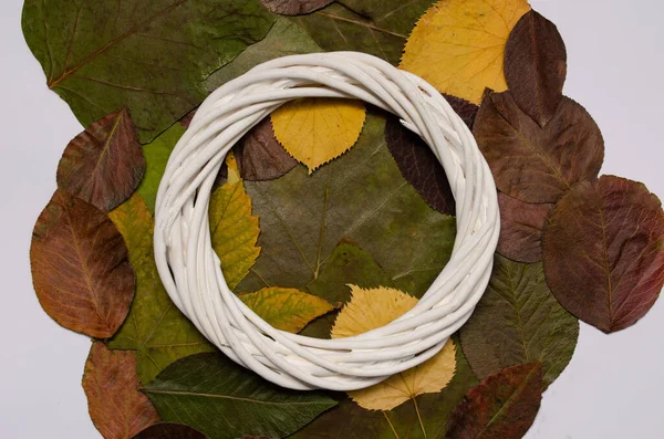 Beyaz zemin üzerinde sonbahar yaprakları, beyaz çerçeveli. Yaratıcı kavram fikri.