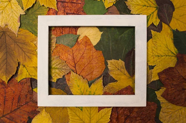 Kırmızı, turuncu ve yeşil sonbahar yaprakları, ahşaptan yapılmış beyaz çerçeveli arka plan. Asgari konsept fikri.