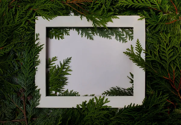 Güzel yeşil, bitkisel, beyaz arka planda harika selvi dalları ve bir çerçeve. Tekstil, duvar kâğıtları, arka planlar, parmak izleri için mükemmel. Yaratıcı kavram fikri.