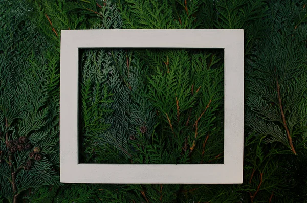 Beyaz çerçeveli harika yeşil selvi dalları. Duvar kağıtları, arka planlar, baskılar için fikir. Düzleştirme konsepti.