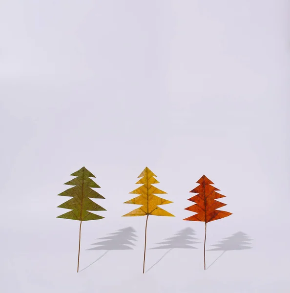 Beyaz arka planda duran yeşil, sarı ve turuncu yaprak veya ağaç. Mevsimlerin değişimini gösteren doğal konsept.