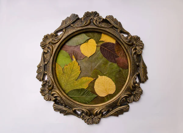 Beyaz arka planda sonbahar yapraklı klasik çerçeve. Düz yatıyordu yaratıcı kompozisyon.