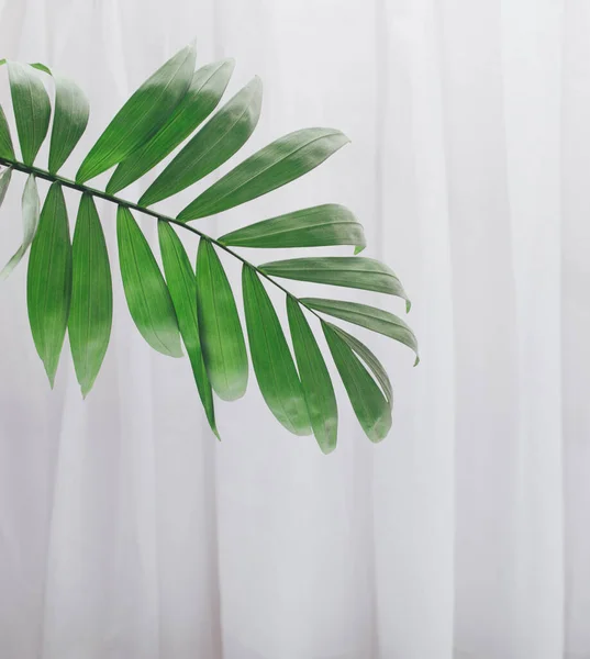 Yeşil palmiye yaprağı açık beyaz kürtanın üzerinde. İlkbahar, yaz ve doğanın fotokopi alanı ile ilgili yaratıcı kavramı.