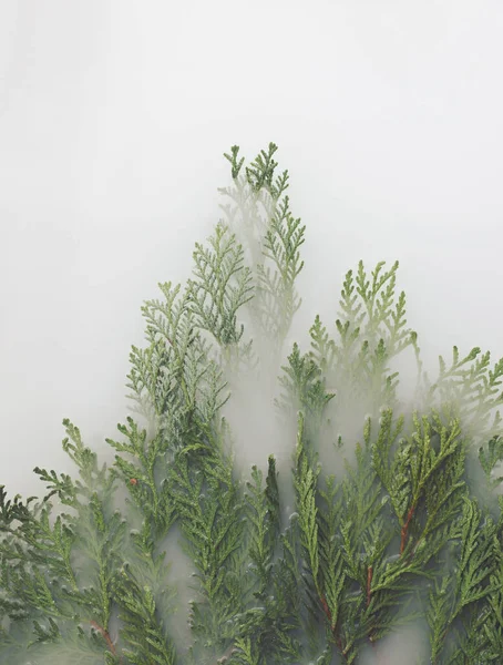 Sis içindeki orman. Asgari yaratıcı kış fikri.