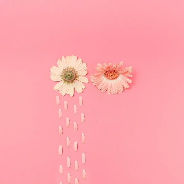 Pembe çiçekler ve pastel pembe arka plandaki taç yapraklarından yapılmış gözyaşları. Yaratıcı fikir.