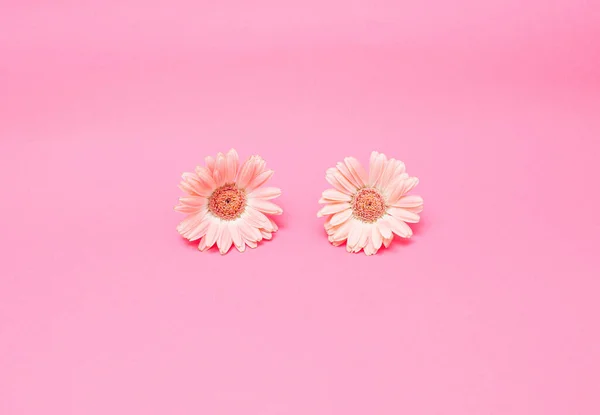 Pastel pembeye pembe çiçekler. Yaratıcı bahar, yaz arkaplanı fikri.