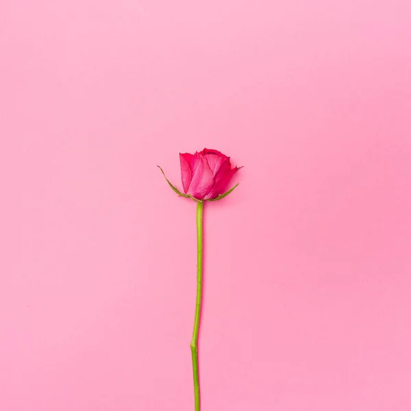 Pastel pembe arka planda pembe gül çiçeği. Asgari yaşam biçimi bileşimi.