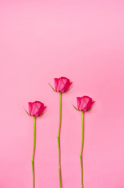 Yumuşak pembe arka planda pembe güllerden yapılmış bir desen. Asgari yaratıcı fikir.