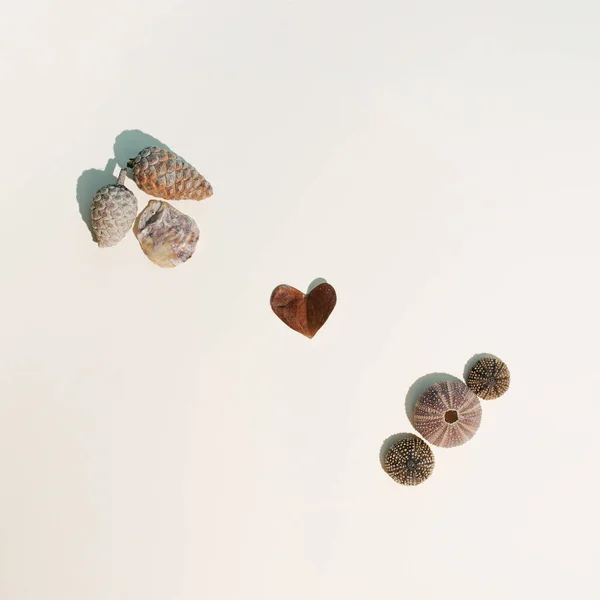 Deniz kabuklarından, kozalaklardan ve ortasında kalp şeklinde bir yaprak olan deniz kestanesinden oluşan bir bileşim. Bej bir arka planda tatlı bir yaz fikri.