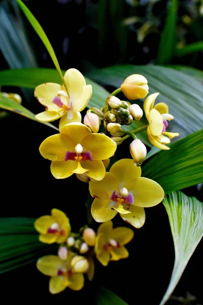 Çizgili orkide çiçekleri. Siyah arka planda güzel orkide çiçekleri. Orkide çiçekleri. Siyah arkaplanda güzel orkide çiçekleri.