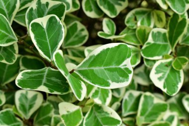 Yeşil yaprak desen arkaplanı.