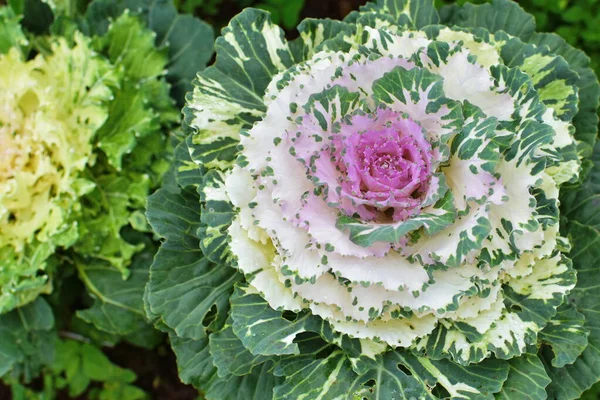 Şehir bahçesinde yetişen canlı, yeşil organik bir lahana. Olgun süper yiyecek bitkisinin merkez gövdesinden çıkan uzun kıvırcık yaprakları vardır. Yaprağın kıvrımları ve dokusu var..