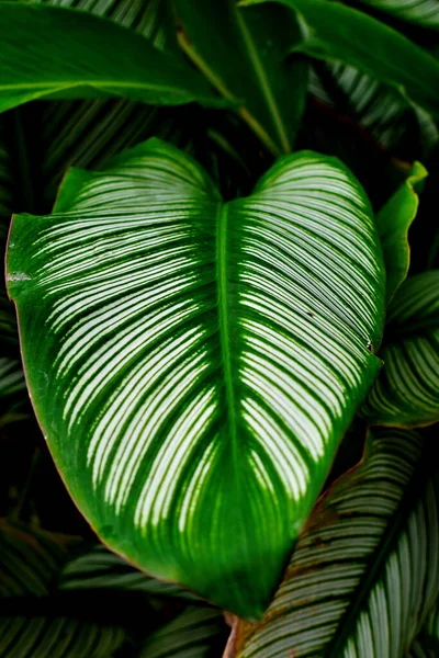 Green Leaf Texture Pattern Background — стоковое фото