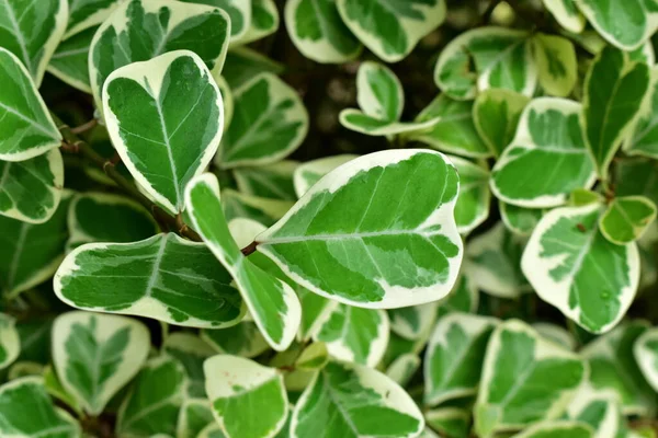 Yeşil yaprak desen arkaplanı.