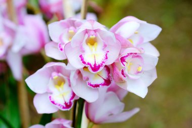 Yer orkidesi çiçek ve yaprak açar. Yeşillikte açan orkide çiçeklerinin yakın plan çekimi..