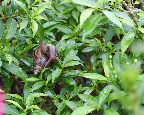 Salyangoz Muller ıslak yapraklarda süzülüyor. Kahverengi çizgili kabuklu, sebze üzerinde sürünen büyük beyaz yumuşakça salyangoz. Helix Pomatia, Burgundy, Romalı, salyangoz. Havyar mı? Çilekli salyangoz öpücükleri.