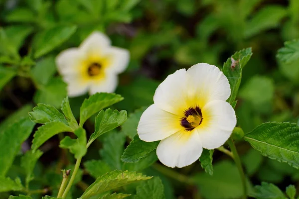 Turnera subulata G.E.Sm, Turnera ulmifolia, Sage rose, West India holly, yellow alder, TURNERACEAE