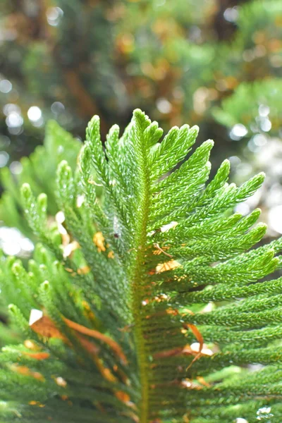 Norfolk Adası çam (Araucaria heterophylla) yeşil yaprakları arka plan. O da yıldız çam, üçgen ağaç veya bir fidan olarak simetrik şekli nedeniyle yaşam Noel ağacı denir.