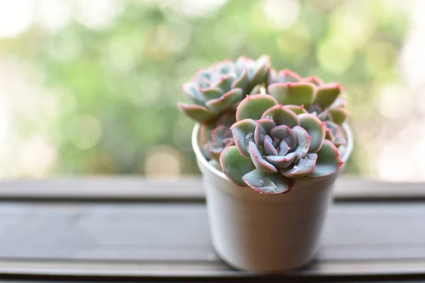 Ev aroması ve bitkiler pencereye konmuş vazolar. Beyaz mini kaplarda sulu ev dekoratif fikirleri var..