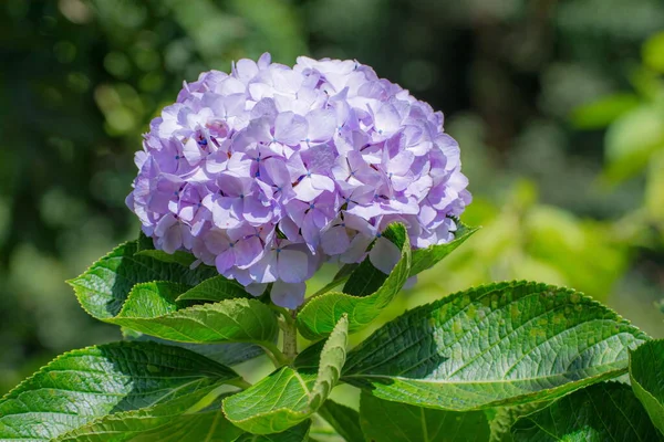 Hermoso Arbusto Hortensias Flor Con Flores Azules Hojas Verdes Con —  Fotos de Stock