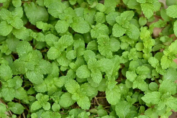 Nane Şekeri Üst Manzara, Yeşil Nane Yaprakları.