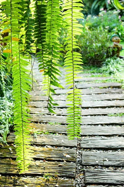 Nephrolepis cordifolia. Arkaplanda doğal yeşil yaprak eğreltiotu (Nephrolepis cordifolia).